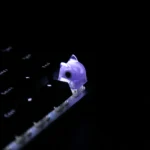 adorable-jelly-cat-keycaps-violet