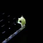 adorable-jelly-cat-keycaps-yellow